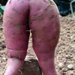 Farm porn | I'M JUST A SWEET POTATO KEEP SCROLLING | image tagged in sweet potato,vegetables,memes,meme,nsfw | made w/ Imgflip meme maker