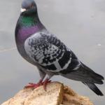 pigeon meme