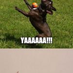 Play-time gone wrong...and just - - -  | UUFFFFF! AMATEURS . . . YAAAAAA!!! | image tagged in dog sports,fails,ball,frisbee,yoga | made w/ Imgflip meme maker