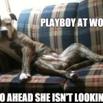 Stud Dog | PLAYBOY AT WORK GO AHEAD SHE ISN'T LOOKING | image tagged in stud dog | made w/ Imgflip meme maker