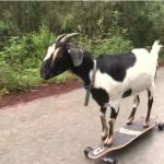 goat on skate