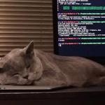 coding cat meme