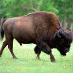 Bison biscuits