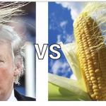 Trump v Corn meme