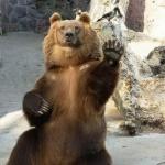 stop bear
