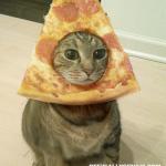 cat pizza