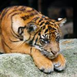 First world problems tiger