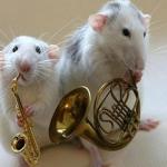 musical animals