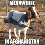 Goat Tank | MEANWHILE, IN AFGHANISTAN | image tagged in goat tank | made w/ Imgflip meme maker