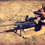 Sniper Dog