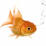 Bad Memory Goldfish