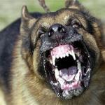 Cry 'Havoc' and let slip the dogs of war!