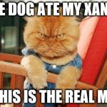 mad cat | THE DOG ATE MY XANAX THIS IS THE REAL ME | image tagged in mad cat | made w/ Imgflip meme maker