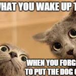 Sometimes, there's an extra present in the house... | WHAT YOU WAKE UP TO WHEN YOU FORGOT TO PUT THE DOG OUT | image tagged in cat 2 with big eyes,cats | made w/ Imgflip meme maker