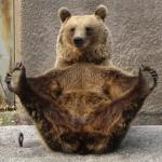 Bear yoga