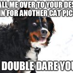 Crazy Dawg | CALL ME OVER TO YOUR DESK AGAIN FOR ANOTHER CAT PICTURE I DOUBLE DARE YOU | image tagged in memes,crazy dawg | made w/ Imgflip meme maker