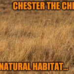 Will the Cheetos escape? | CHESTER THE CHEETAH IN HIS NATURAL HABITAT... | image tagged in memes,wild cheetos,cheetah,cheetos,funny | made w/ Imgflip meme maker