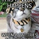 This is not about Raycat. I just thought about this when I saw a cat dressed as a dog in the store today. Lol | THIS IS WHAT HAPPENS WHEN A CAT TRIES TO BE RAYDOG | image tagged in raydog cat thing | made w/ Imgflip meme maker