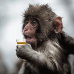 pill fetching monkey