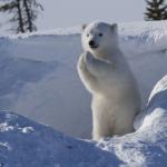 Pleading polar bear cub 