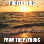 IF YOU DON'T KNOW ABOUT THIS SEARCH IT UP | PROTECT THIS FROM THE PYTHONS | image tagged in florida sunrise | made w/ Imgflip meme maker