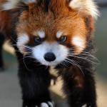 Red Panda Is Not Pleased