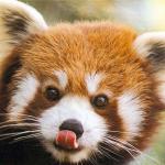 Red Panda Wants Kisses