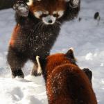 Red Panda Wants Kisses