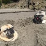 Sunbathing pugs