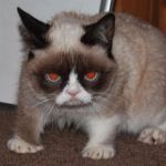 Grumpy Cat red eyes | SEE WHAT HAPPENS WHEN YOU EAT THE RED DOT | image tagged in grumpy cat red eyes | made w/ Imgflip meme maker