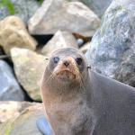 Angry seal