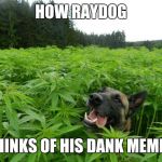 How Raydog Thinks Of His Sup3r Dank Memez | HOW RAYDOG THINKS OF HIS DANK MEMES | image tagged in weed policedog,raydog | made w/ Imgflip meme maker