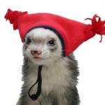 Ferret with hat