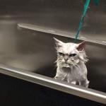 Wet Grumpy Face Cat