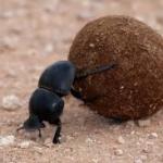 dung beetle meme