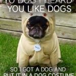 dog Dog dOg doG DOg DoG dOG DOG | YO DOG I HEARD YOU LIKE DOGS SO I GOT A DOG AND PUT IT IN A DOG COSTUME | image tagged in pugpug,yo dawg heard you,dog,pug | made w/ Imgflip meme maker