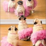 "Today is going to be a good day" pugs