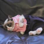 Grumpy Cat Dressed Up meme