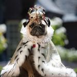 Pug king