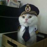 captain cat meme