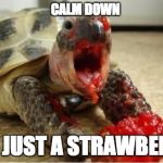 ZOMBIE TURTLE | CALM DOWN ITS JUST A STRAWBERRY | image tagged in zombie turtle | made w/ Imgflip meme maker