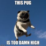 Flying pug | THIS PUG IS TOO DAMN HIGH | image tagged in flying pug | made w/ Imgflip meme maker