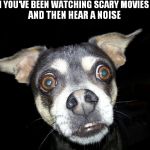 WHEN YOU'VE BEEN WATCHING SCARY MOVIES ALONE, AND THEN HEAR A NOISE | image tagged in memes,dogs | made w/ Imgflip meme maker