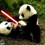 Fight me Panda