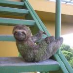 Sloth on the stairs 