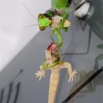 mantis eats lizard
