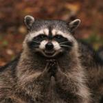 Evil plotting raccoon  meme