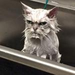 Wet Unhappy cat