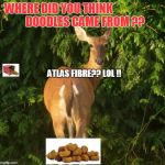 sexy deer | WHERE DID YOU THINK  DOODLES CAME FROM ?? ATLAS FIBRE?? LOL !! | image tagged in sexy deer | made w/ Imgflip meme maker