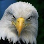 American Bald Eagle meme